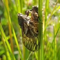 Myopsalta waterhousei (Smoky Buzzer) at Fraser, ACT - 3 Nov 2020 by trevorpreston