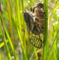 Myopsalta waterhousei at Fraser, ACT - 3 Nov 2020