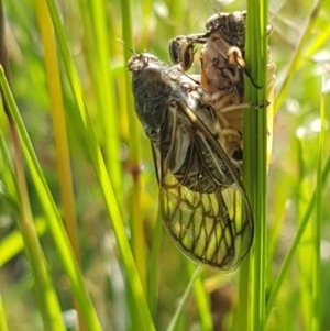 Myopsalta waterhousei at Fraser, ACT - 3 Nov 2020