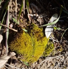 Unidentified Moss, Liverwort or Hornwort at Fraser, ACT - 3 Nov 2020 by tpreston