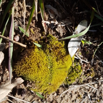 Unverified Moss, Liverwort or Hornwort at Fraser, ACT - 3 Nov 2020 by trevorpreston