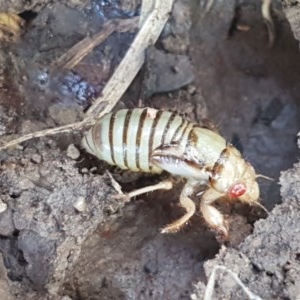 Myopsalta waterhousei at Fraser, ACT - 3 Nov 2020