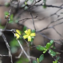 Hibbertia aspera subsp. aspera at Corunna State Forest - 3 Nov 2020 by LocalFlowers