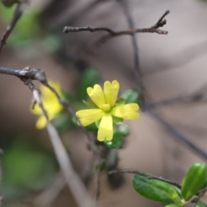 Hibbertia aspera subsp. aspera at Corunna, NSW - 3 Nov 2020 08:31 AM