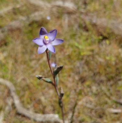Thelymitra peniculata (Blue Star Sun-orchid) at The Pinnacle - 3 Nov 2020 by sangio7