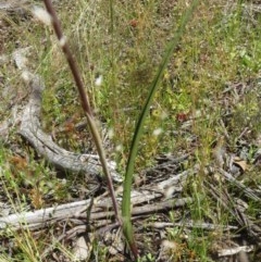 Thelymitra peniculata at Hawker, ACT - 3 Nov 2020