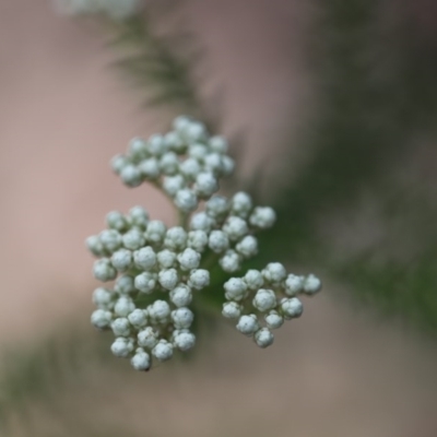 Ozothamnus diosmifolius (Rice Flower, White Dogwood, Sago Bush) at Corunna, NSW - 3 Nov 2020 by LocalFlowers