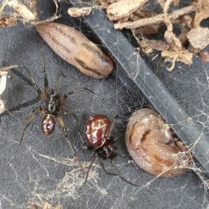 Steatoda capensis at Flynn, ACT - 29 Oct 2020