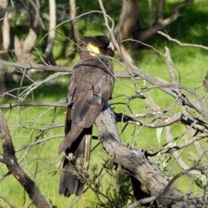 Zanda funerea at Yass River, NSW - 3 Nov 2020 03:40 PM