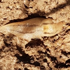 Ambigolimax sp. (valentius and waterstoni) (Striped Field Slug) at Fraser, ACT - 3 Nov 2020 by trevorpreston