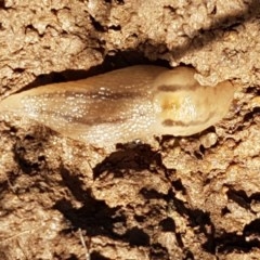 Ambigolimax nyctelia (Striped Field Slug) at Dunlop Grasslands - 3 Nov 2020 by tpreston