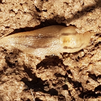 Ambigolimax sp. (valentius and waterstoni) (Striped Field Slug) at Fraser, ACT - 3 Nov 2020 by trevorpreston