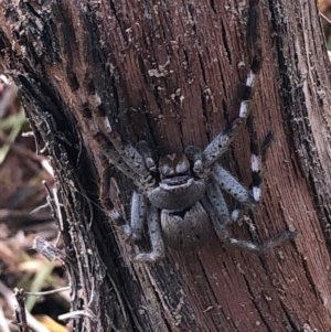 Isopeda sp. (genus) at Murrumbateman, NSW - 2 Nov 2020