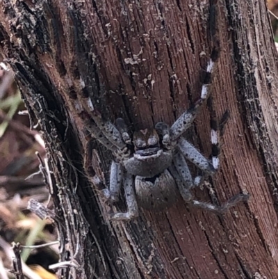Isopeda (genus) (Huntsman Spider) at Murrumbateman, NSW - 2 Nov 2020 by Tapirlord
