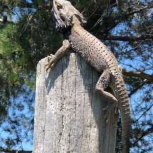 Pogona barbata at Murrumbateman, NSW - 3 Nov 2020