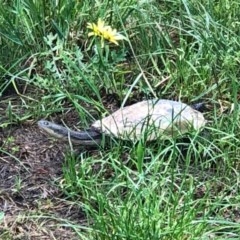 Chelodina longicollis (Eastern Long-necked Turtle) at Murrumbateman, NSW - 1 Nov 2020 by Tapirlord