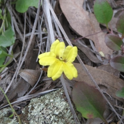 Goodenia hederacea subsp. hederacea (Ivy Goodenia, Forest Goodenia) at Hawker, ACT - 2 Nov 2020 by sangio7