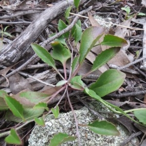 Goodenia hederacea subsp. hederacea at Hawker, ACT - 3 Nov 2020