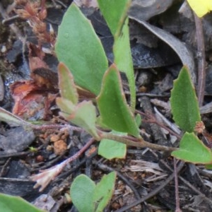 Goodenia hederacea subsp. hederacea at Hawker, ACT - 3 Nov 2020 08:26 AM