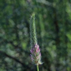 Trifolium angustifolium (Narrowleaf Clover) at O'Connor, ACT - 3 Nov 2020 by ConBoekel
