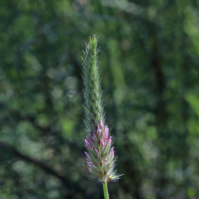 Trifolium angustifolium (Narrowleaf Clover) at Dryandra St Woodland - 3 Nov 2020 by ConBoekel