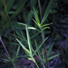 Trifolium angustifolium at O'Connor, ACT - 3 Nov 2020 02:31 PM