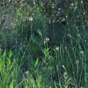 Trifolium angustifolium at O'Connor, ACT - 3 Nov 2020