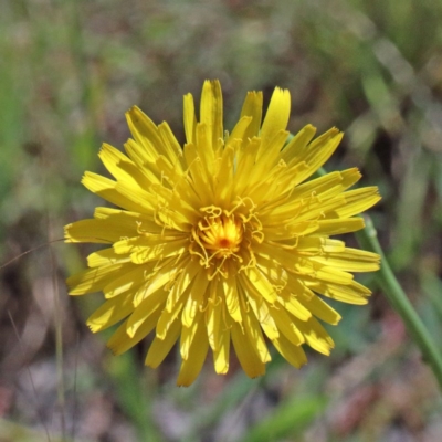 Hypochaeris radicata (Cat's Ear, Flatweed) at O'Connor, ACT - 3 Nov 2020 by ConBoekel