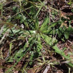 Hypochaeris radicata at O'Connor, ACT - 3 Nov 2020 02:03 PM