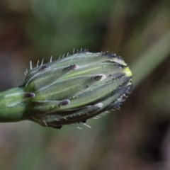 Hypochaeris radicata at O'Connor, ACT - 3 Nov 2020 02:03 PM