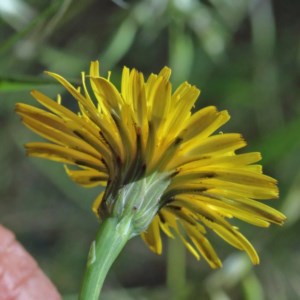 Hypochaeris radicata at O'Connor, ACT - 3 Nov 2020