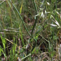 Hypochaeris radicata at O'Connor, ACT - 3 Nov 2020