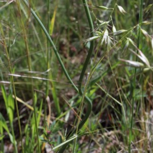 Hypochaeris radicata at O'Connor, ACT - 3 Nov 2020 02:03 PM