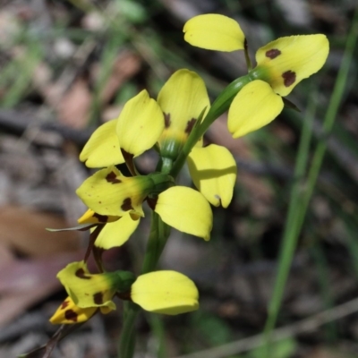 Diuris sulphurea (Tiger Orchid) at Dryandra St Woodland - 3 Nov 2020 by ConBoekel