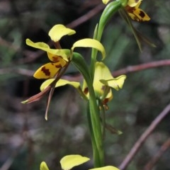 Diuris sulphurea at O'Connor, ACT - suppressed