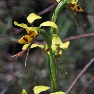 Diuris sulphurea at O'Connor, ACT - 3 Nov 2020