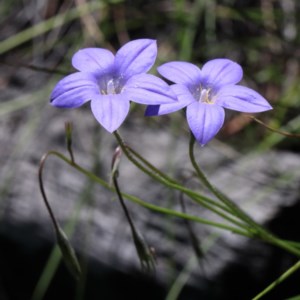 Wahlenbergia stricta subsp. stricta at O'Connor, ACT - 3 Nov 2020 02:06 PM