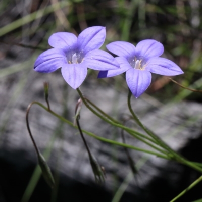 Wahlenbergia stricta subsp. stricta (Tall Bluebell) at Dryandra St Woodland - 3 Nov 2020 by ConBoekel