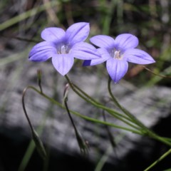 Wahlenbergia stricta subsp. stricta (Tall Bluebell) at O'Connor, ACT - 3 Nov 2020 by ConBoekel