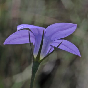 Wahlenbergia stricta subsp. stricta at O'Connor, ACT - 3 Nov 2020