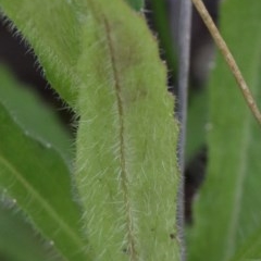 Wahlenbergia stricta subsp. stricta at O'Connor, ACT - 3 Nov 2020