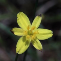 Tricoryne elatior (Yellow Rush Lily) at Dryandra St Woodland - 3 Nov 2020 by ConBoekel