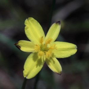 Tricoryne elatior at O'Connor, ACT - 3 Nov 2020