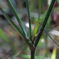 Tricoryne elatior at O'Connor, ACT - 3 Nov 2020