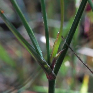 Tricoryne elatior at O'Connor, ACT - 3 Nov 2020