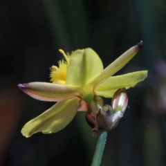 Tricoryne elatior at O'Connor, ACT - 3 Nov 2020