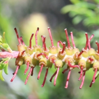 Melaleuca parvistaminea (Small-flowered Honey-myrtle) at O'Connor, ACT - 3 Nov 2020 by ConBoekel