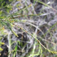 Melaleuca parvistaminea at O'Connor, ACT - 3 Nov 2020