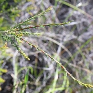 Melaleuca parvistaminea at O'Connor, ACT - 3 Nov 2020 02:11 PM