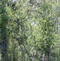 Melaleuca parvistaminea at O'Connor, ACT - 3 Nov 2020